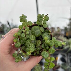 String of Turtles (Peperomia prostrata) - Variegated Green Trailing Plant